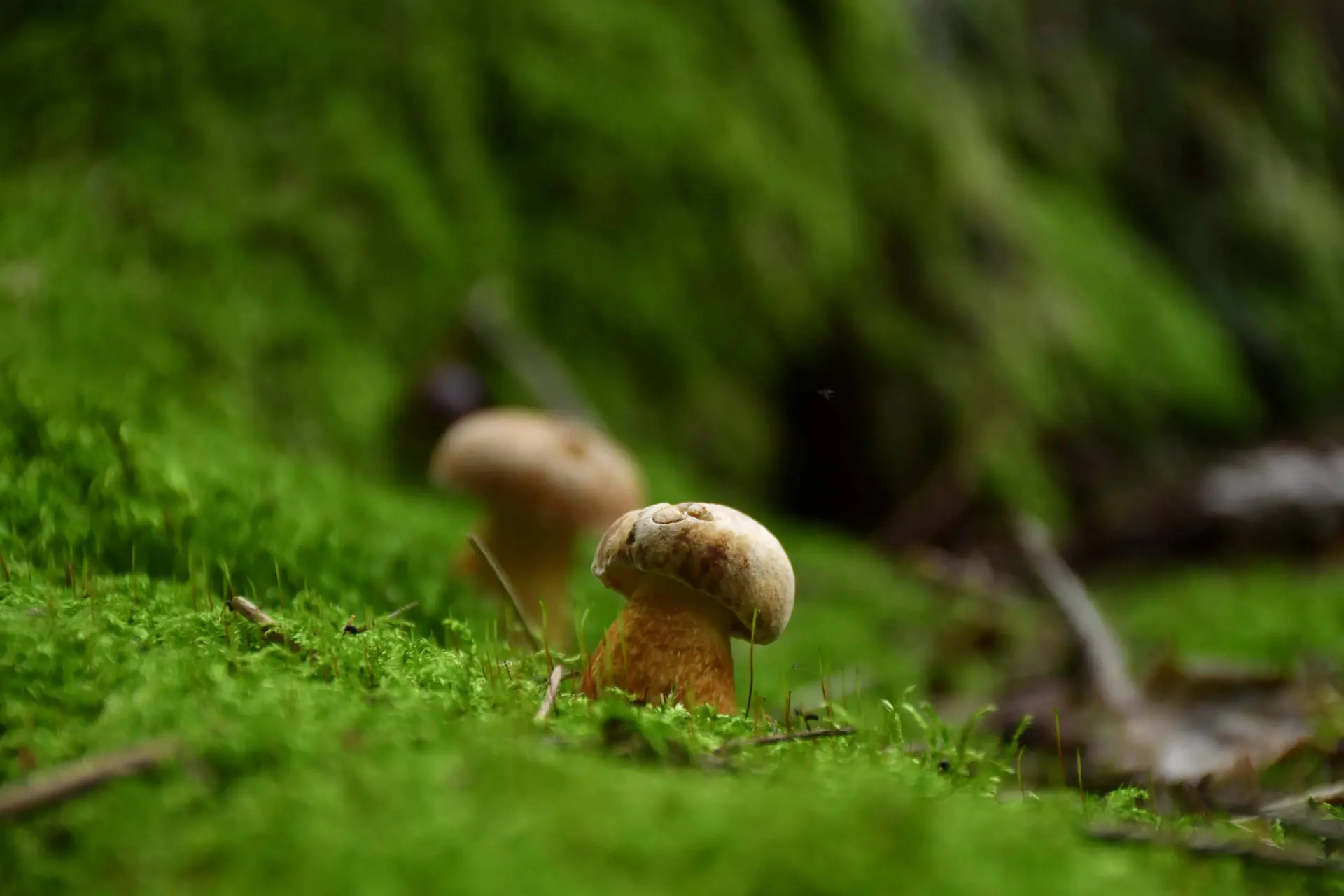 Grybų sezonas tęsiasi – ką apie juos svarbu žinoti ir kaip rasti kelią pasiklydus miške