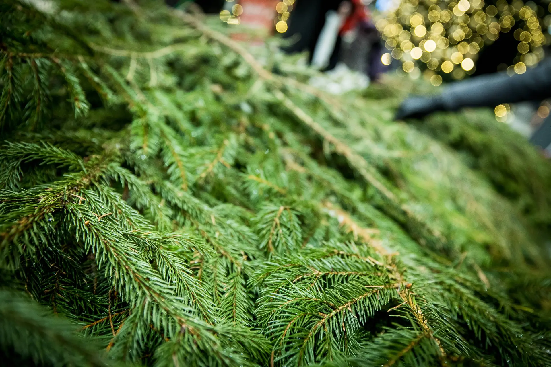 Kalėdų tradicija tęsiasi: miškininkai nemokamai dalins eglių ir pušų šakas