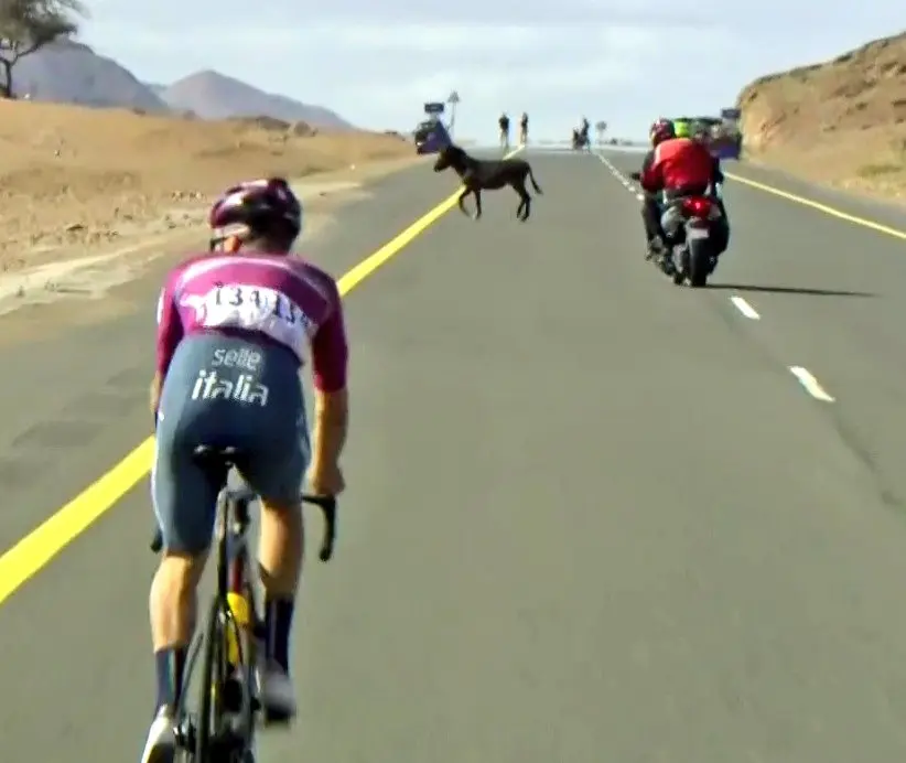Un burro casi causa una desgracia en el pelotón durante la tercera etapa del Saudi Tour