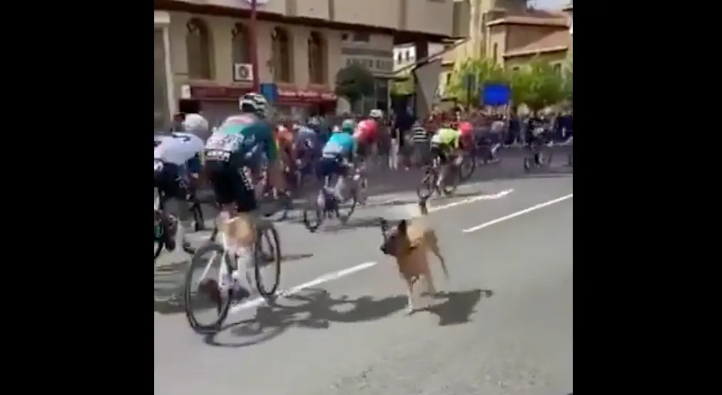 ¡El tremendo multazo que se ha llevado el dueño del perro que casi tiró a medio pelotón en la Vuelta!