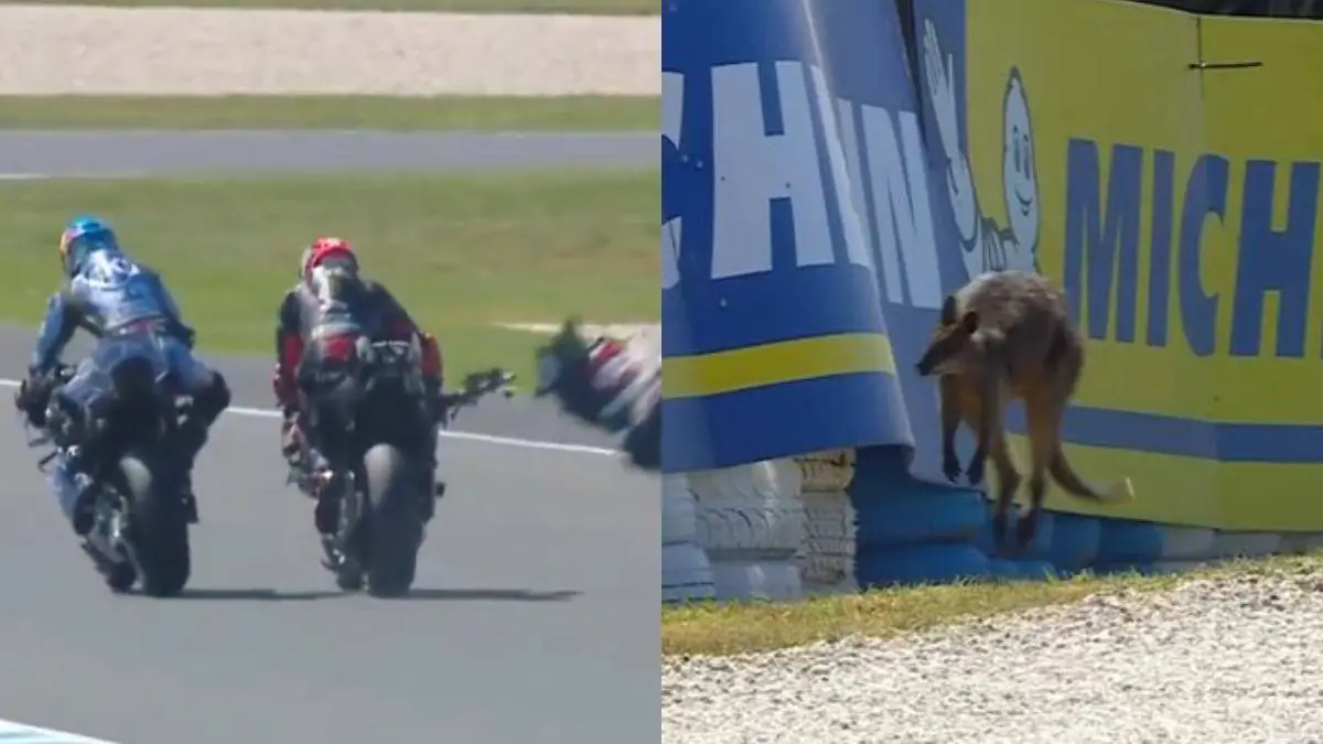Marco Bezzecchi, Alex Marquez e un Wallaby a Phillip Island