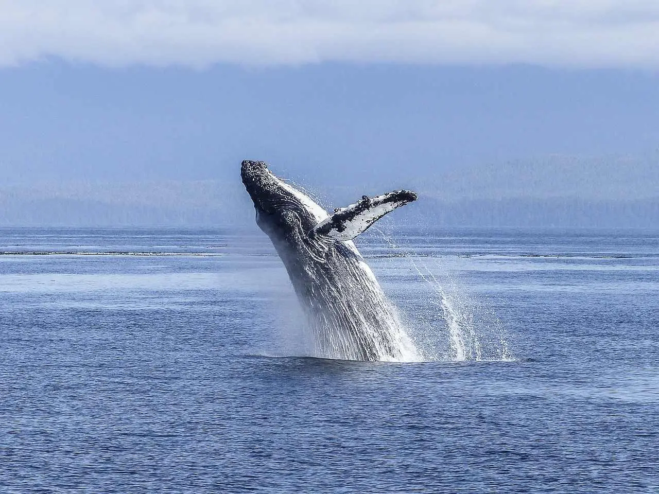 bitcoin whale