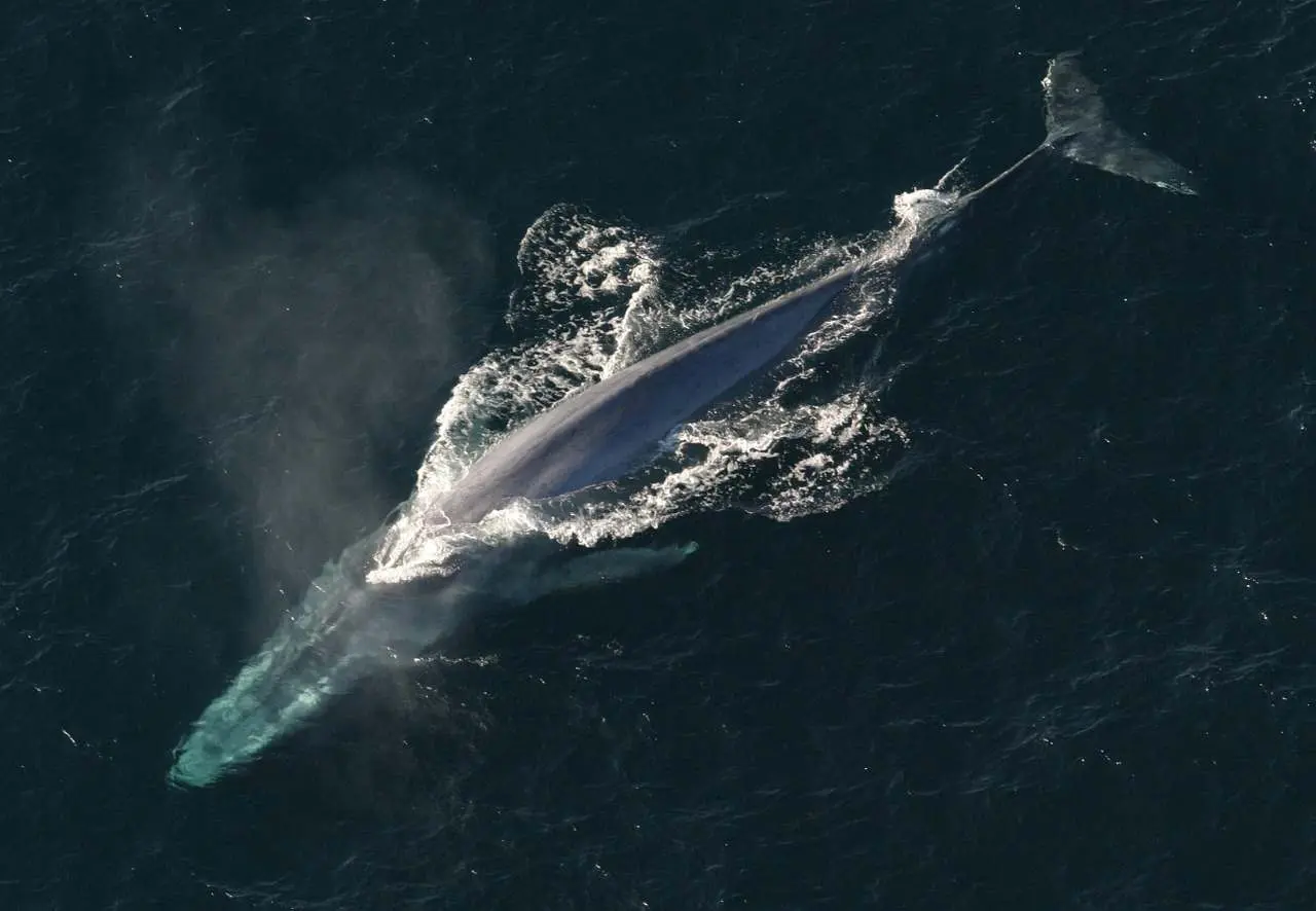 bitcoin whales 1