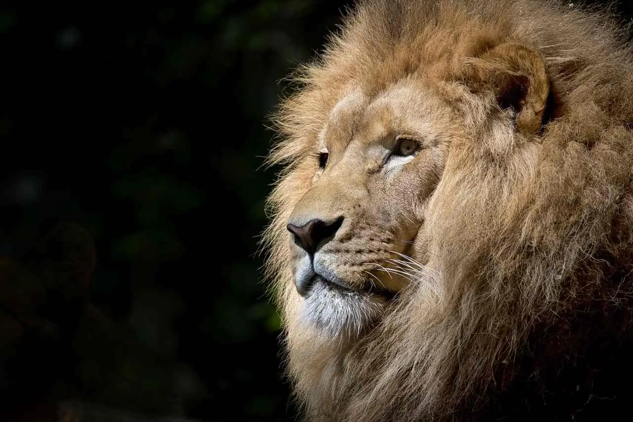 brave browser gaat tipping functie voor reddit en vimeo toevoegen cryptobenelux