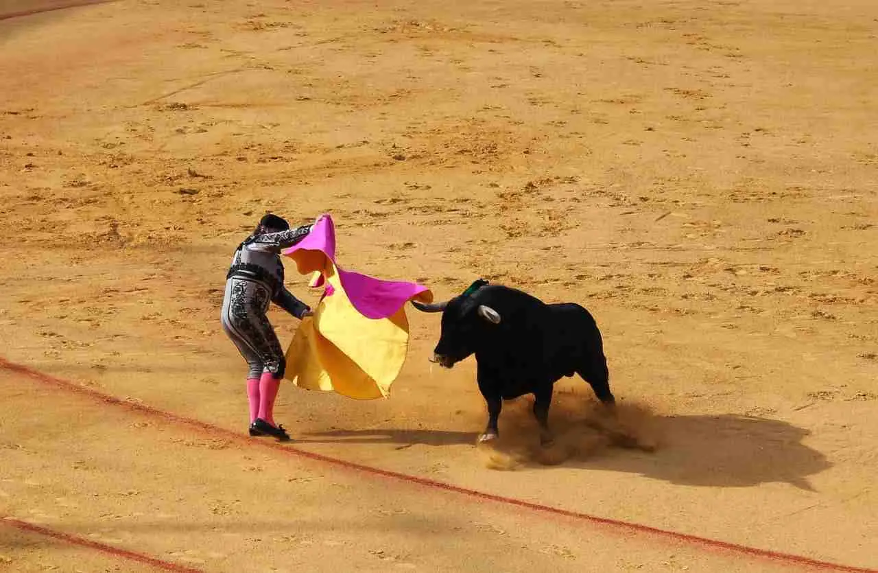 bull