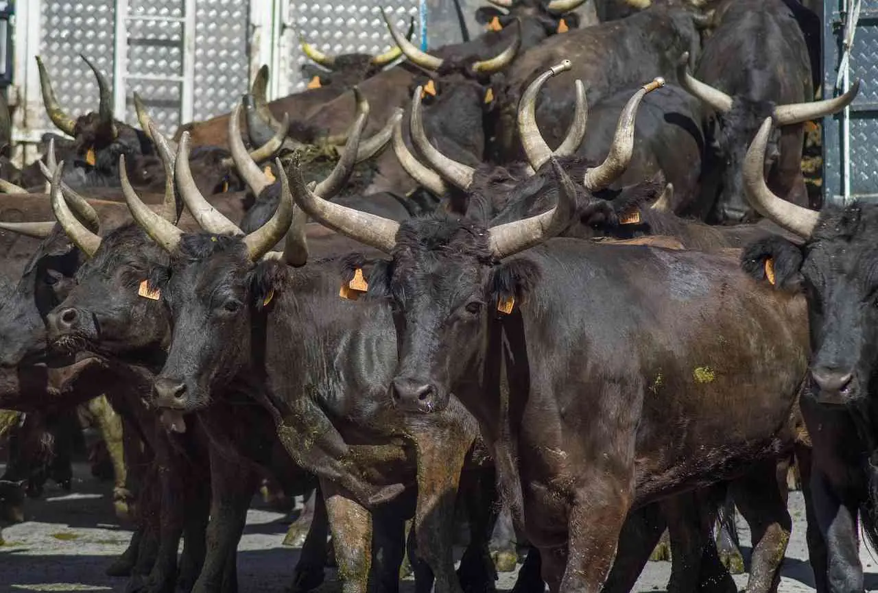 bullish1