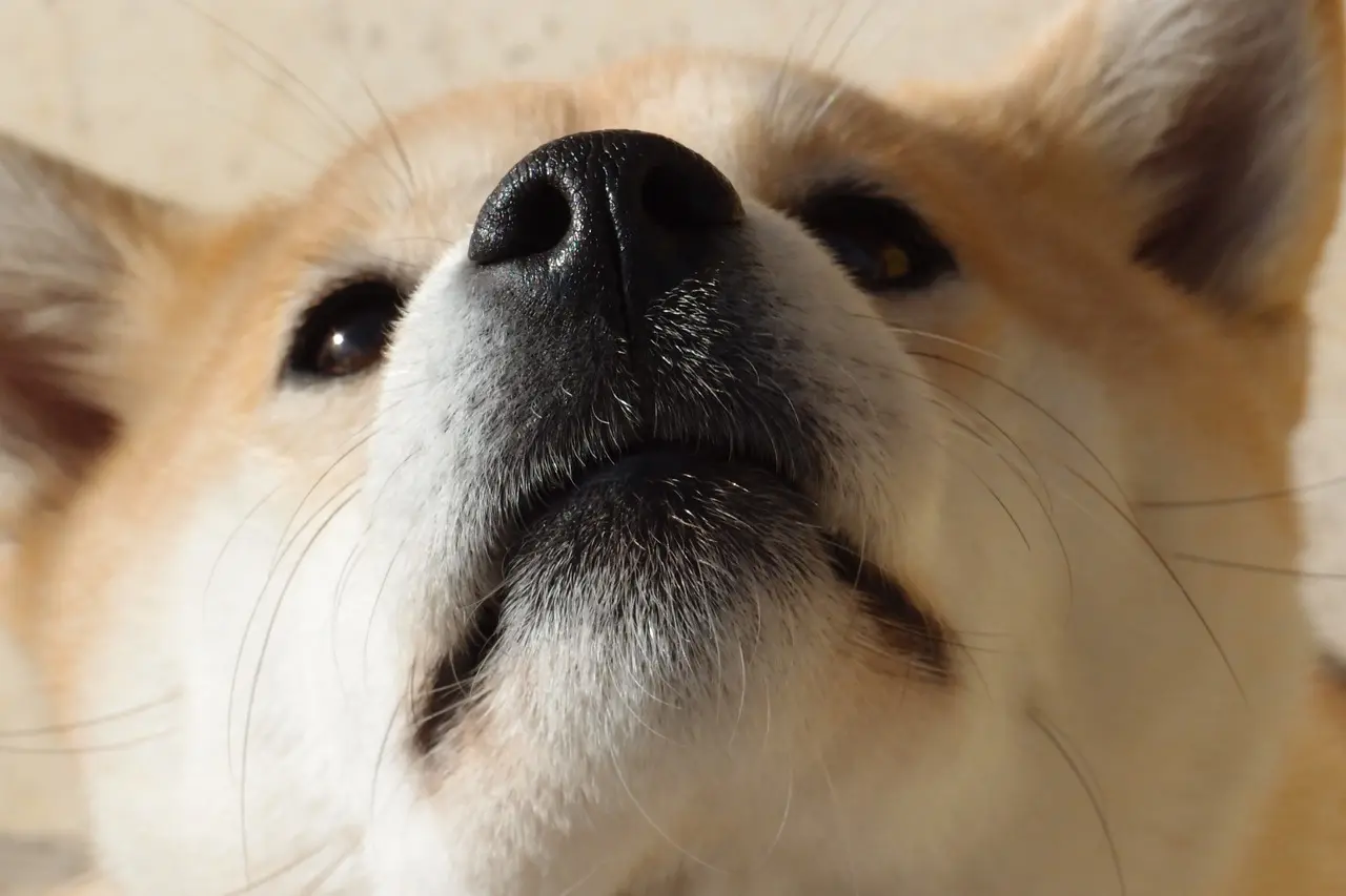 dogecoin