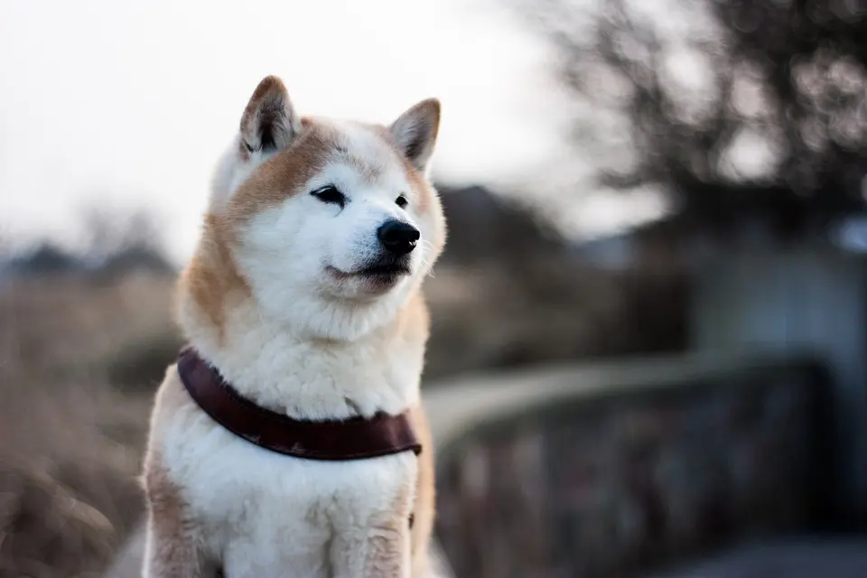 dogecoin nieuws