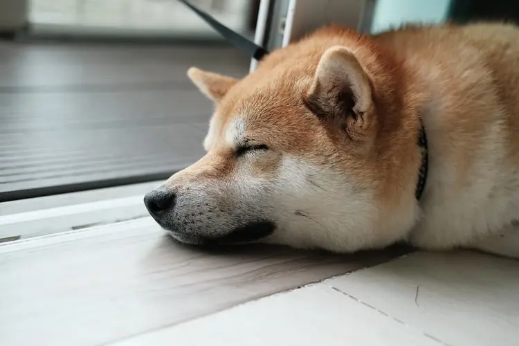 dogecoin