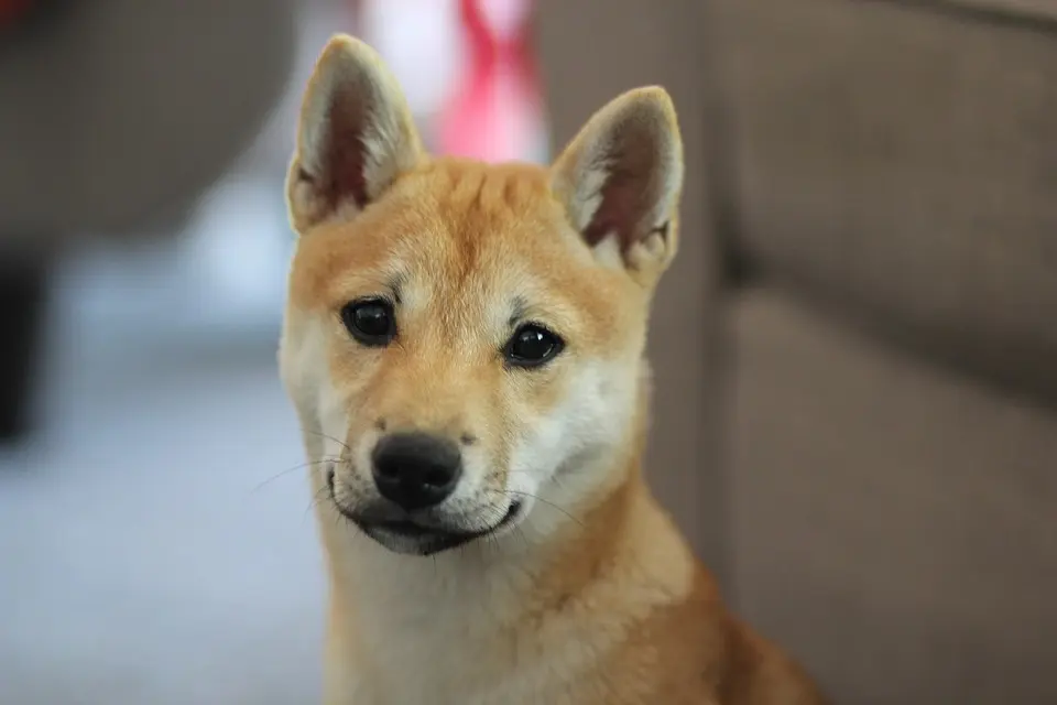 shiba inu puppynet