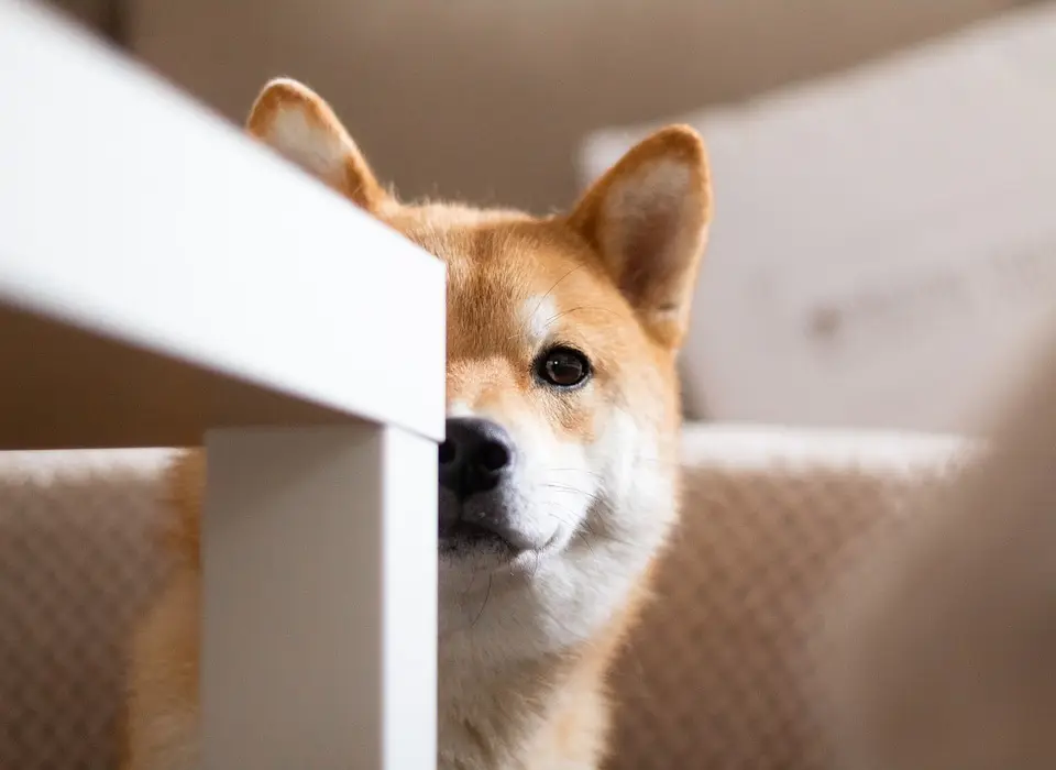 shiba inu token