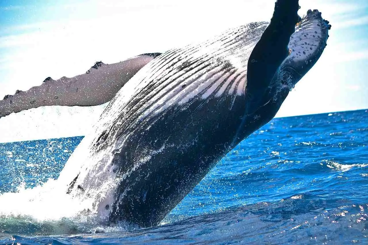 whales hebben flink ingeslagen in de crypto winter cryptobenelux