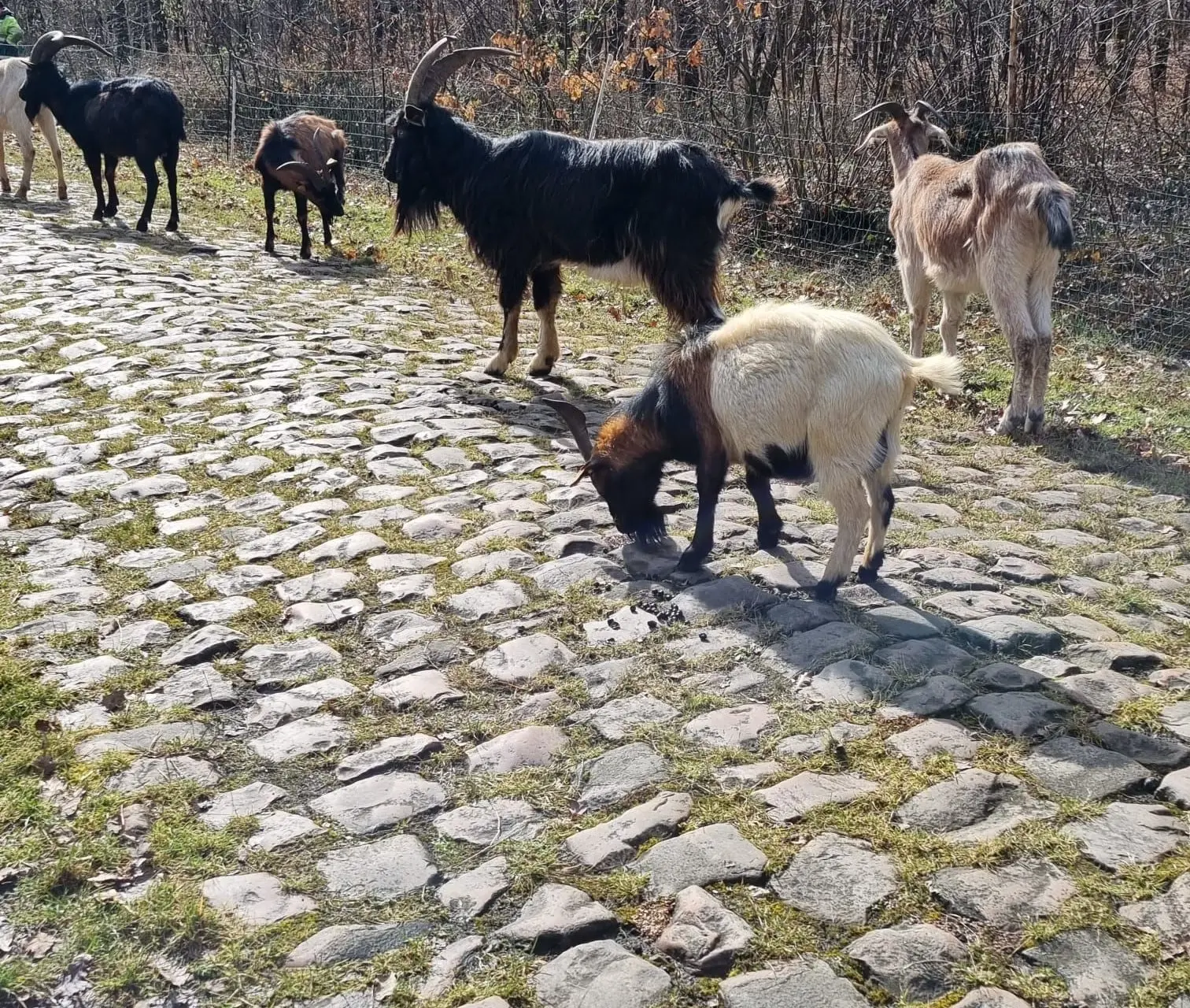 Paris-Roubaix uses 40 goats to clear Trouée d'Arenberg cobbles