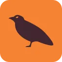 raven