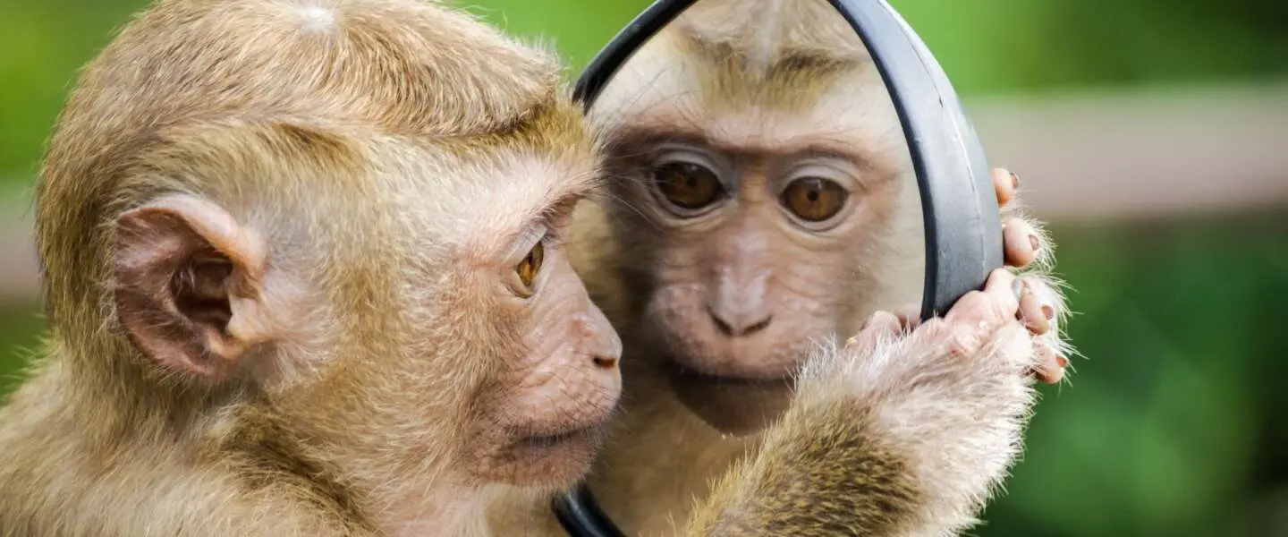 bored ape