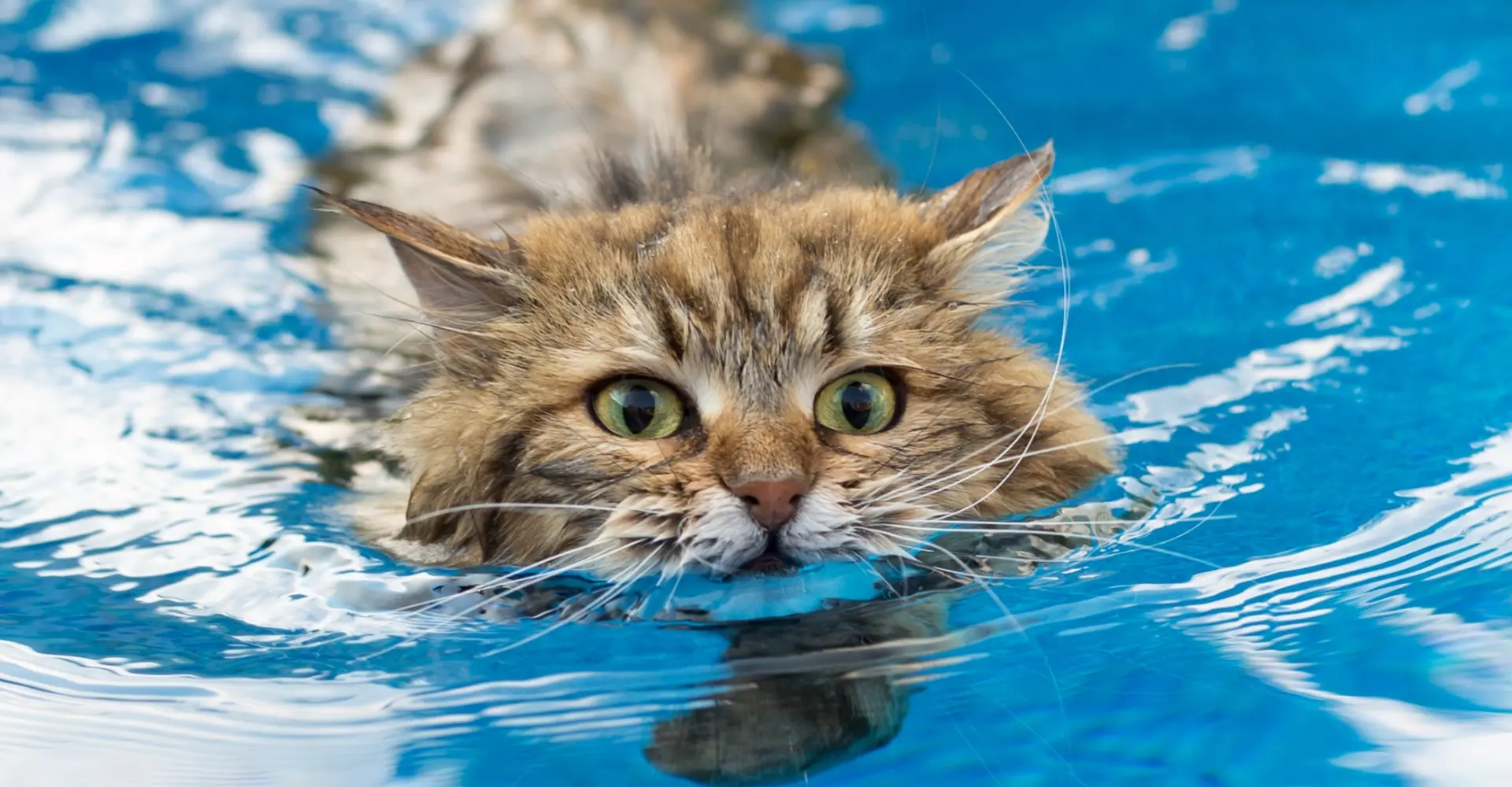 Viral: Waarom iedereen een filmpje met duikende katten deelt