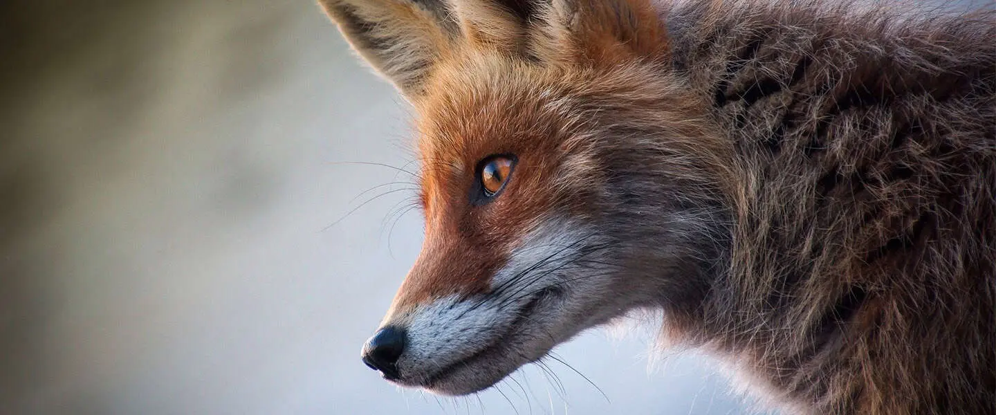 firefoxadvertenties