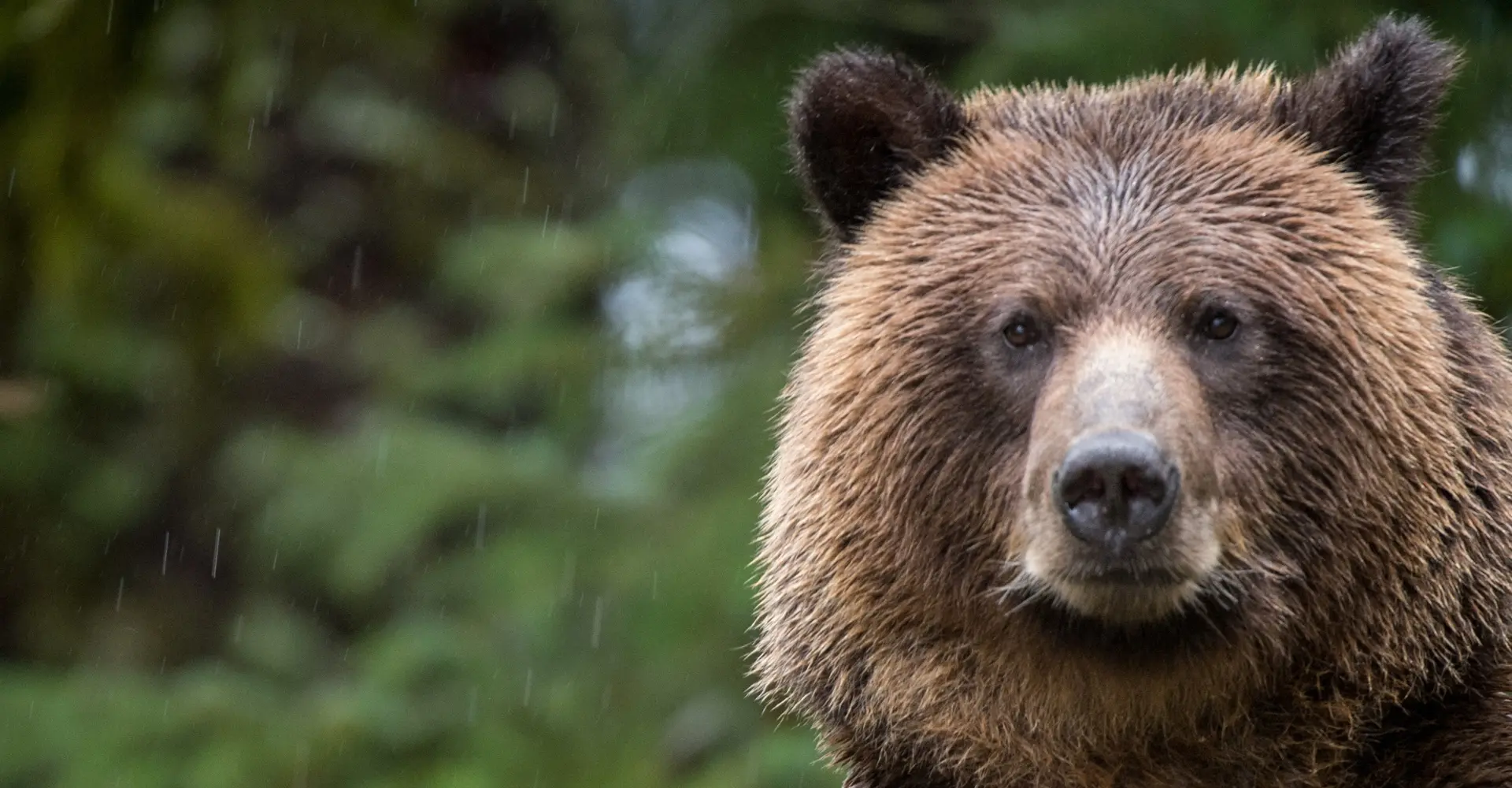 Drone gaat het opnemen tegen een grizzly beer