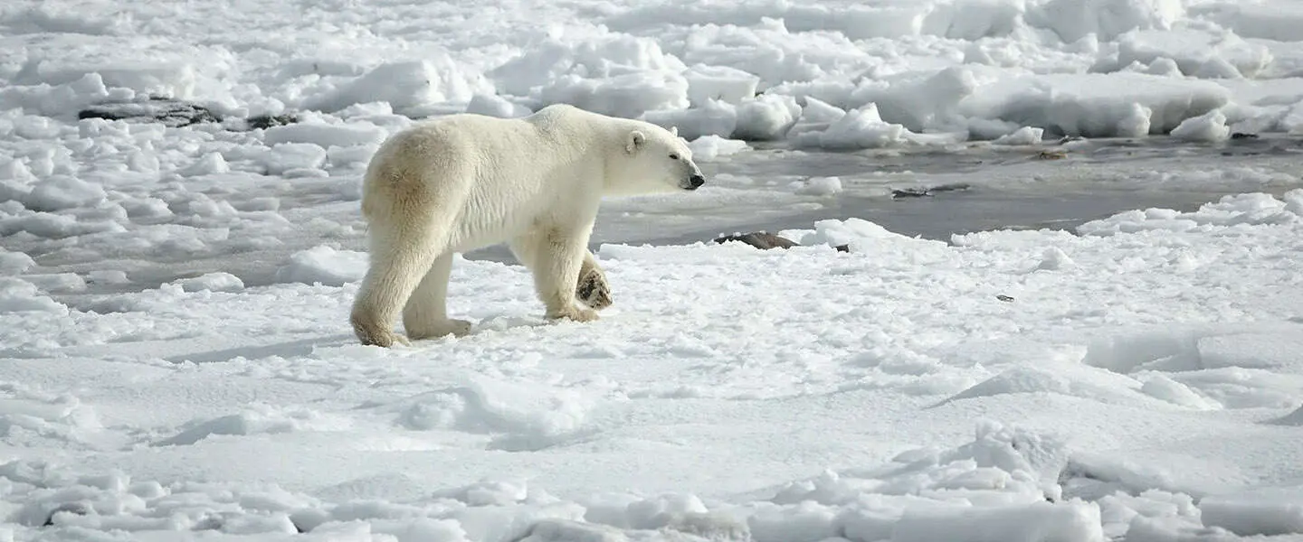 David Attenborough maakt indruk in klimaattopspeech