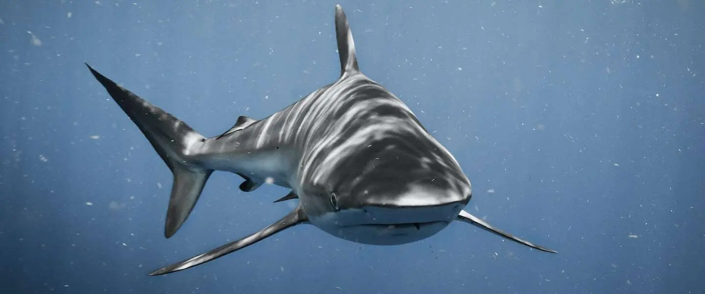 jaws header