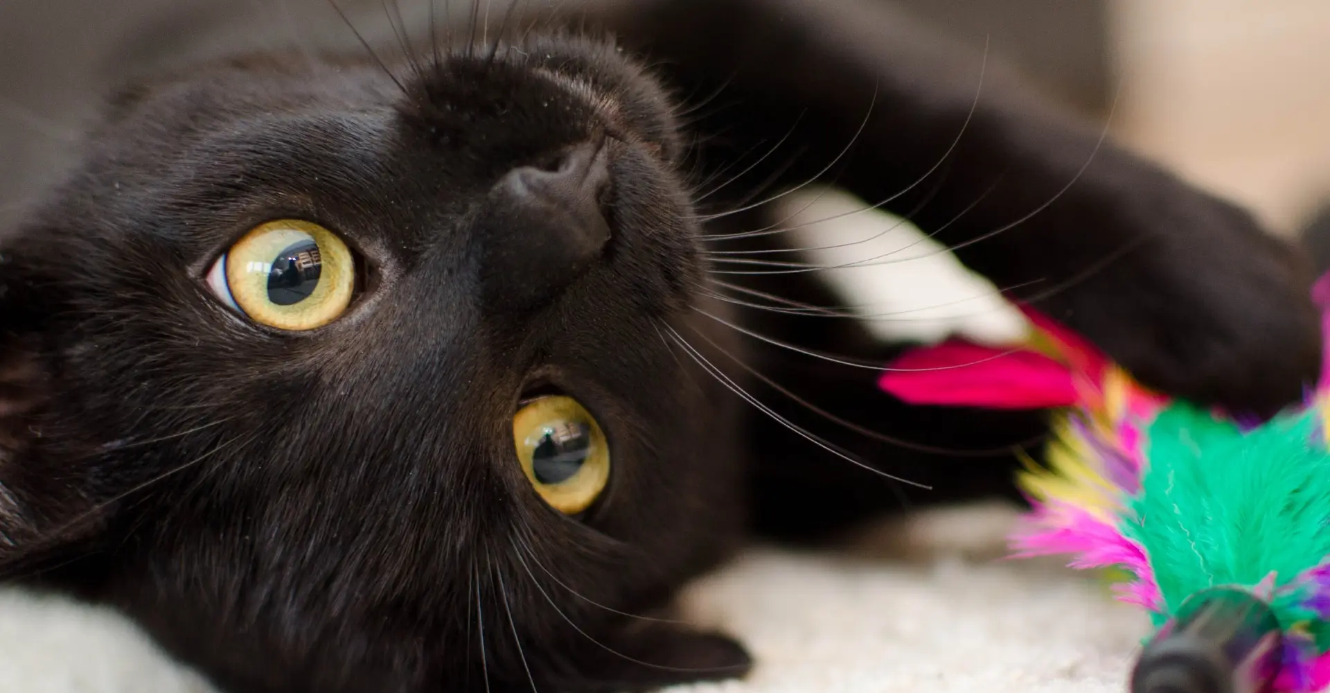 Deze Week Viral: kattenfilmpjesfest, LEGO-record en meer