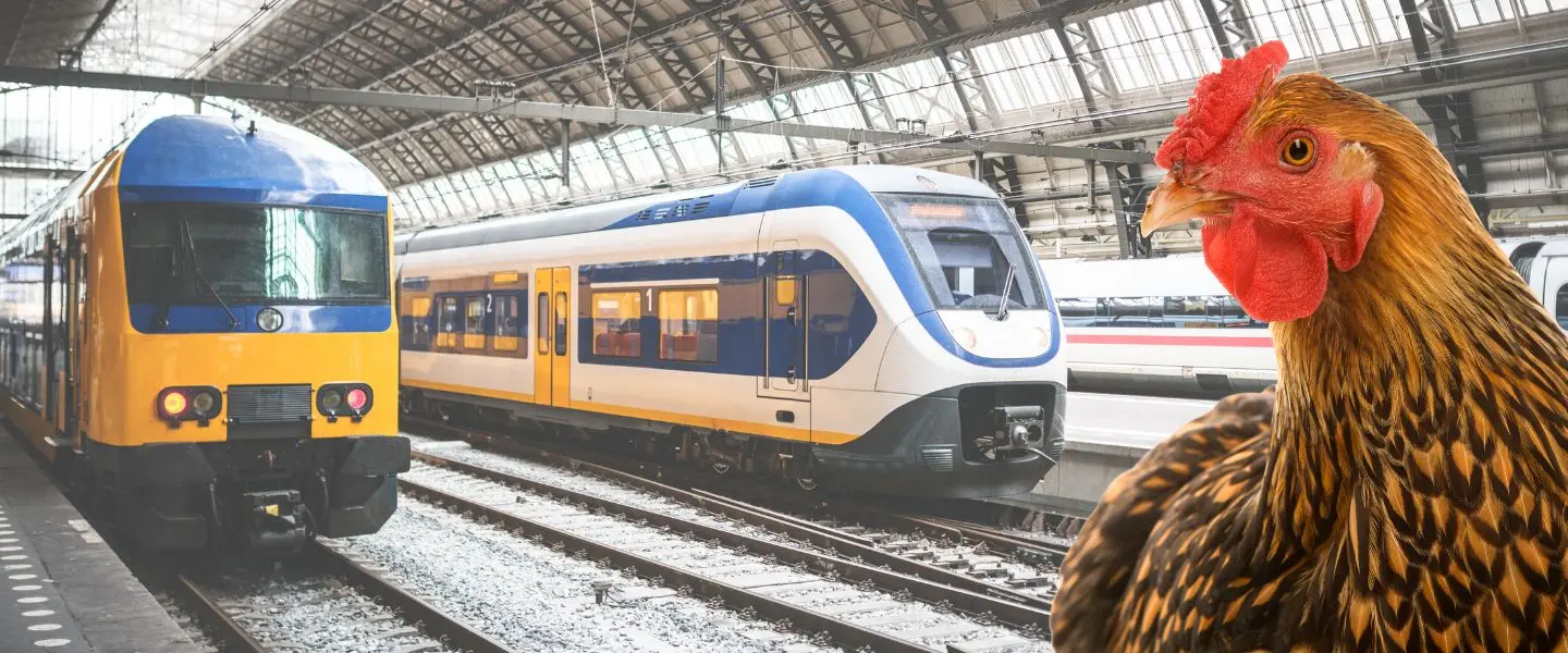 Deze week viral: kip bakken in de trein en worm charming
