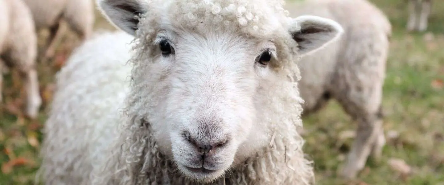 Dieren klonen, een twijfelachtige geschiedenis: hoe is het nu?