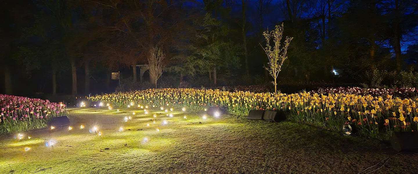 night at keukenhof