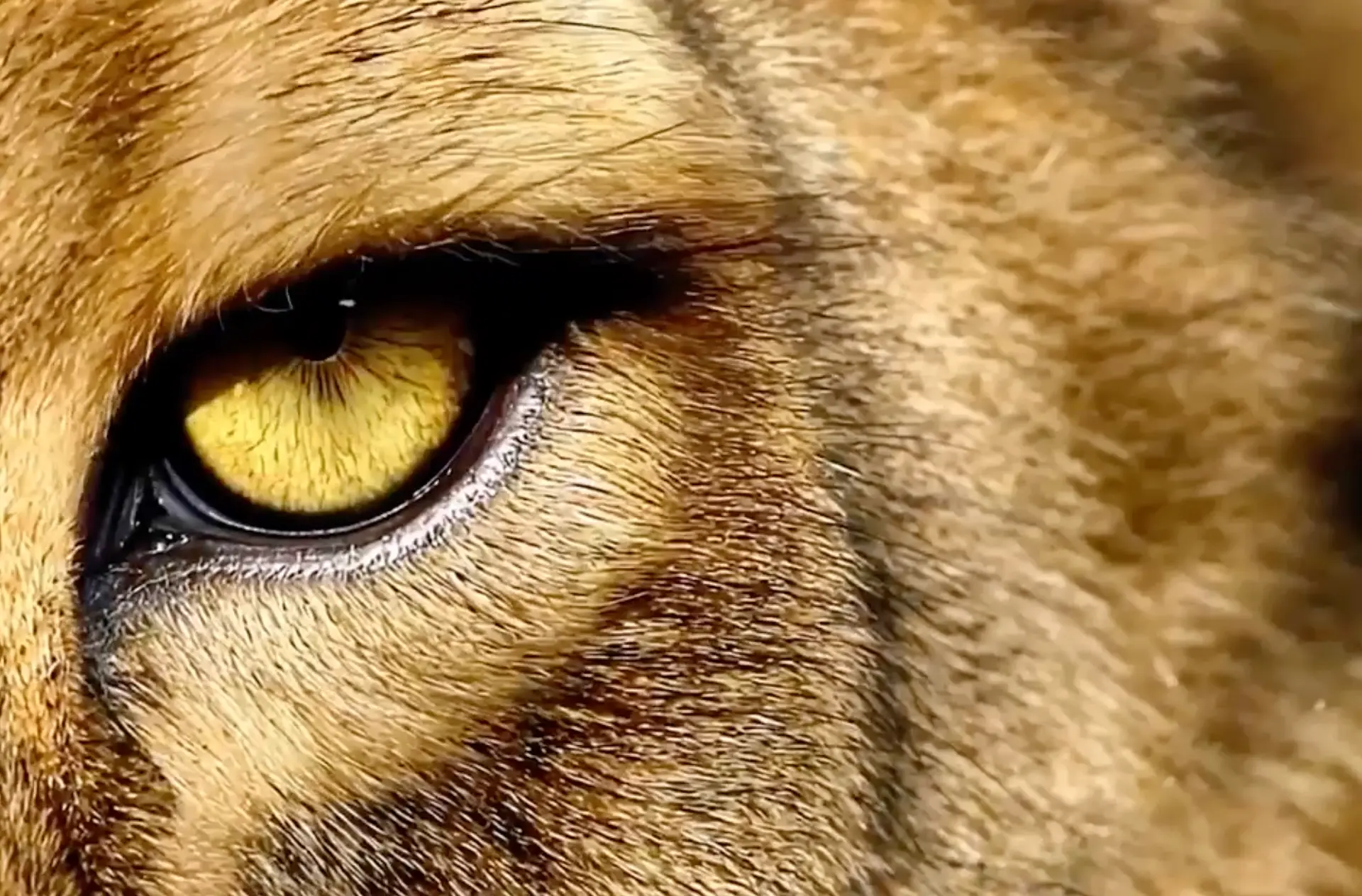 peugeot e lion day 2025