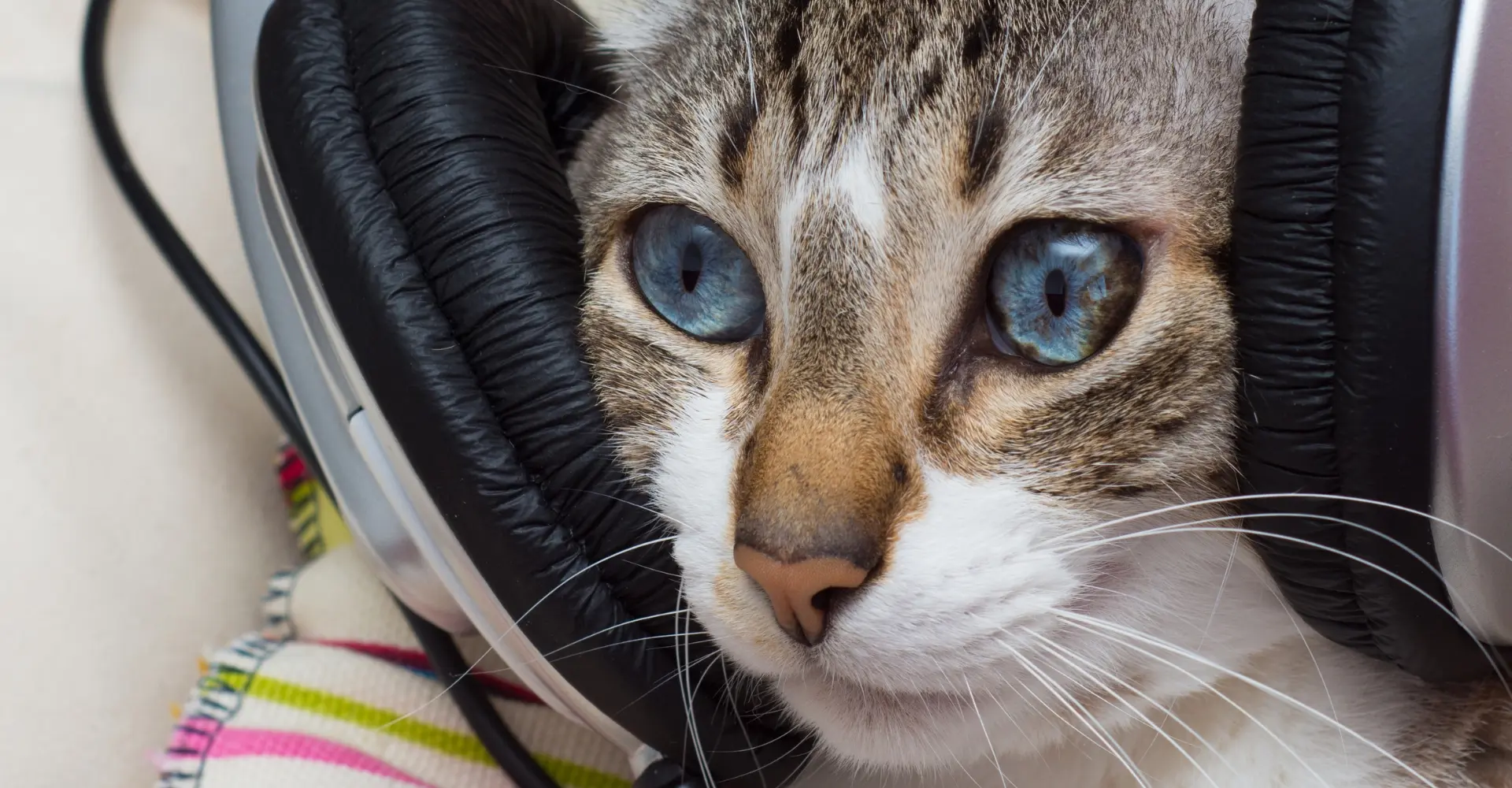 podcasts