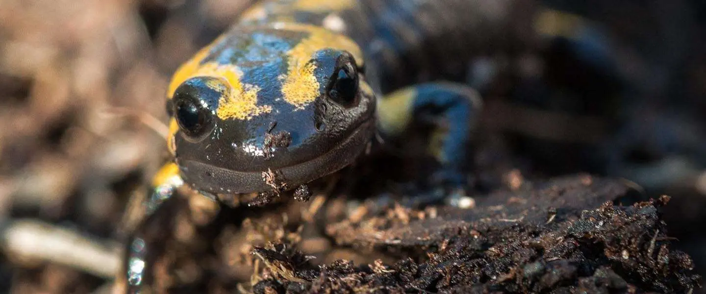 salamander0