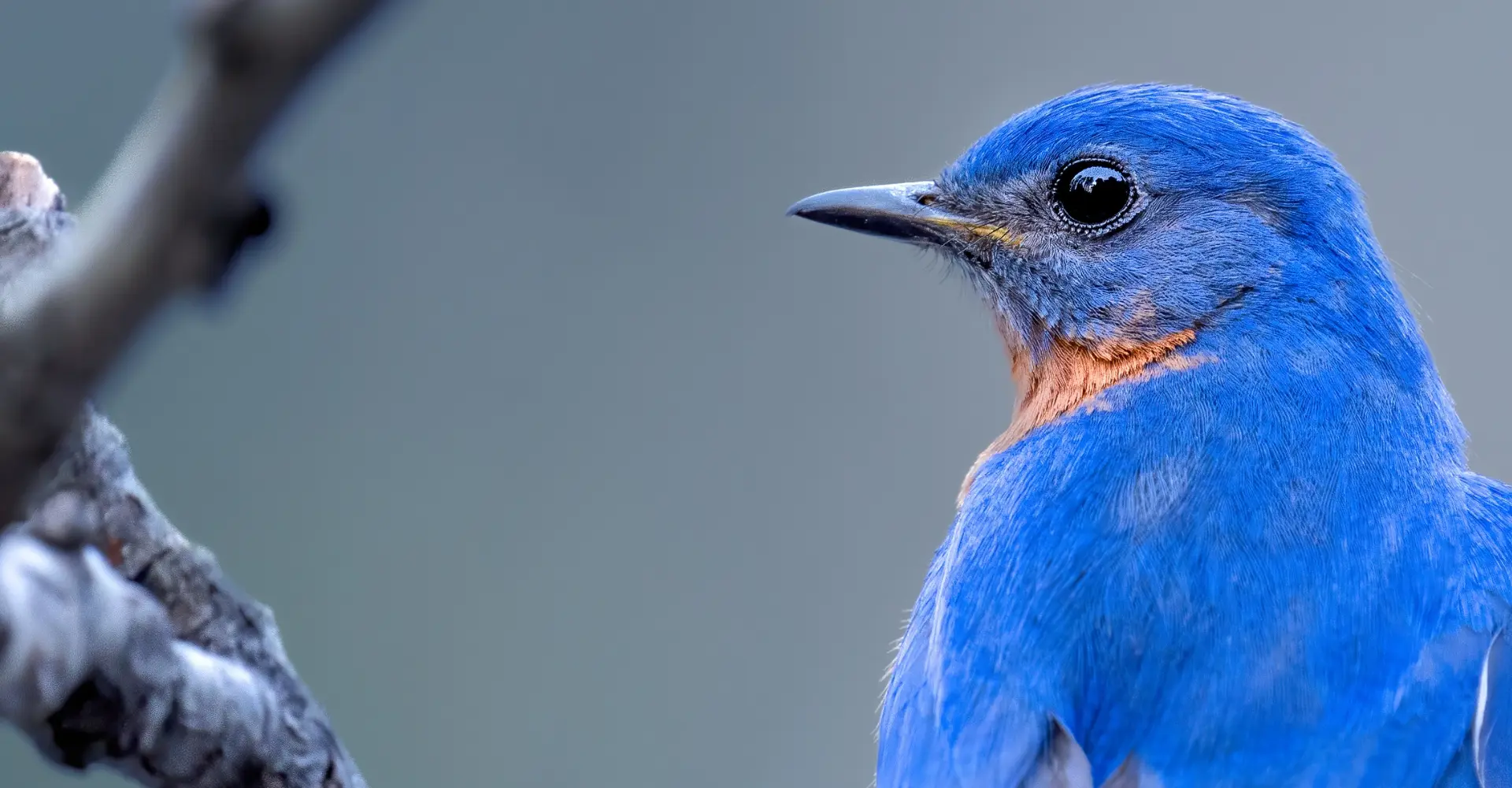 Twitter gaat nu echt verdwijnen: straks niet meer naar twitter.com