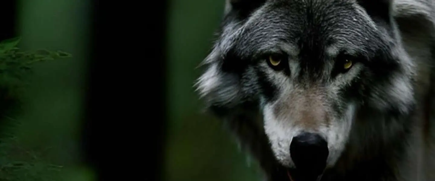 ​Wolven in Chernobyl zijn mogelijk resistent geworden voor kanker