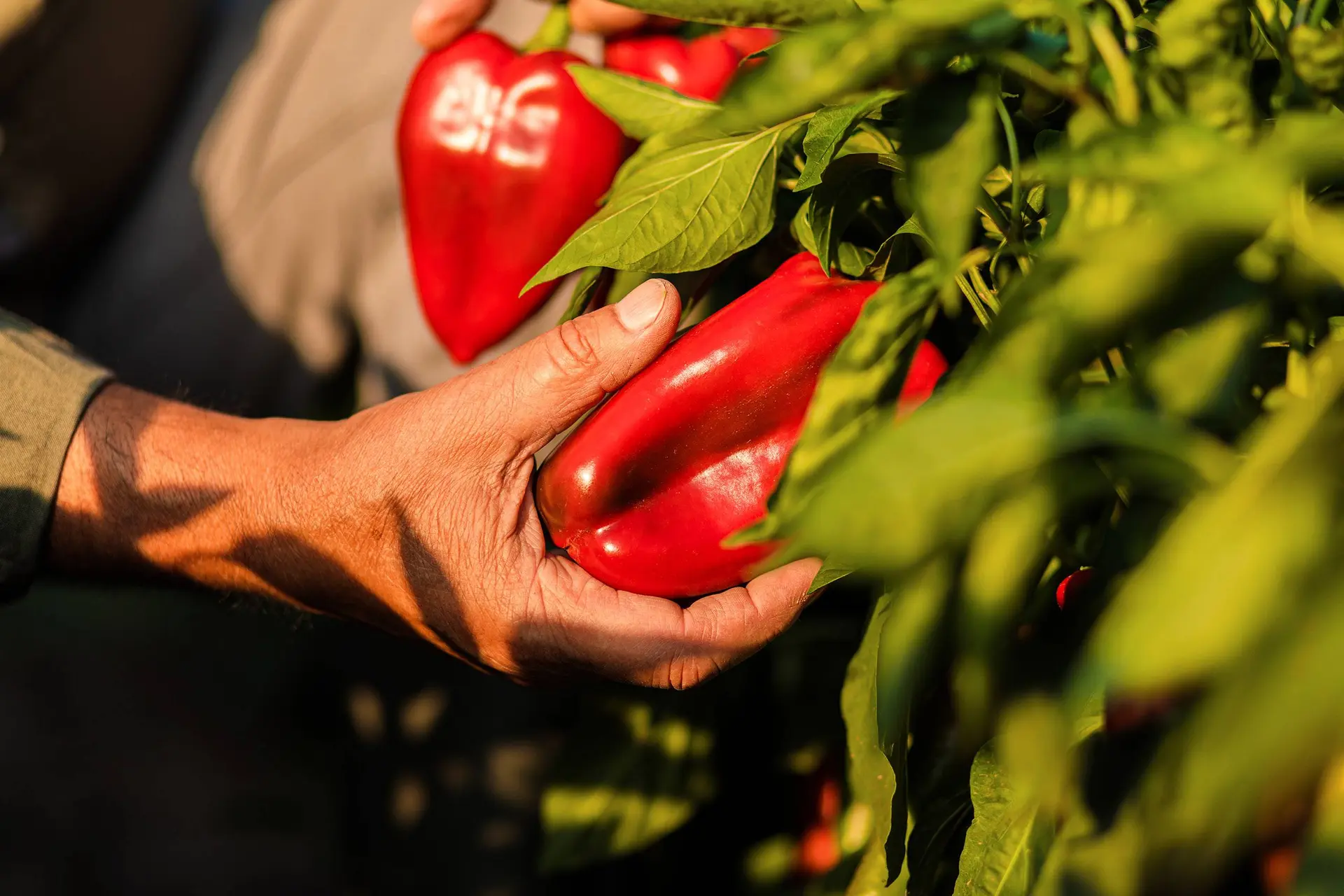 paprika