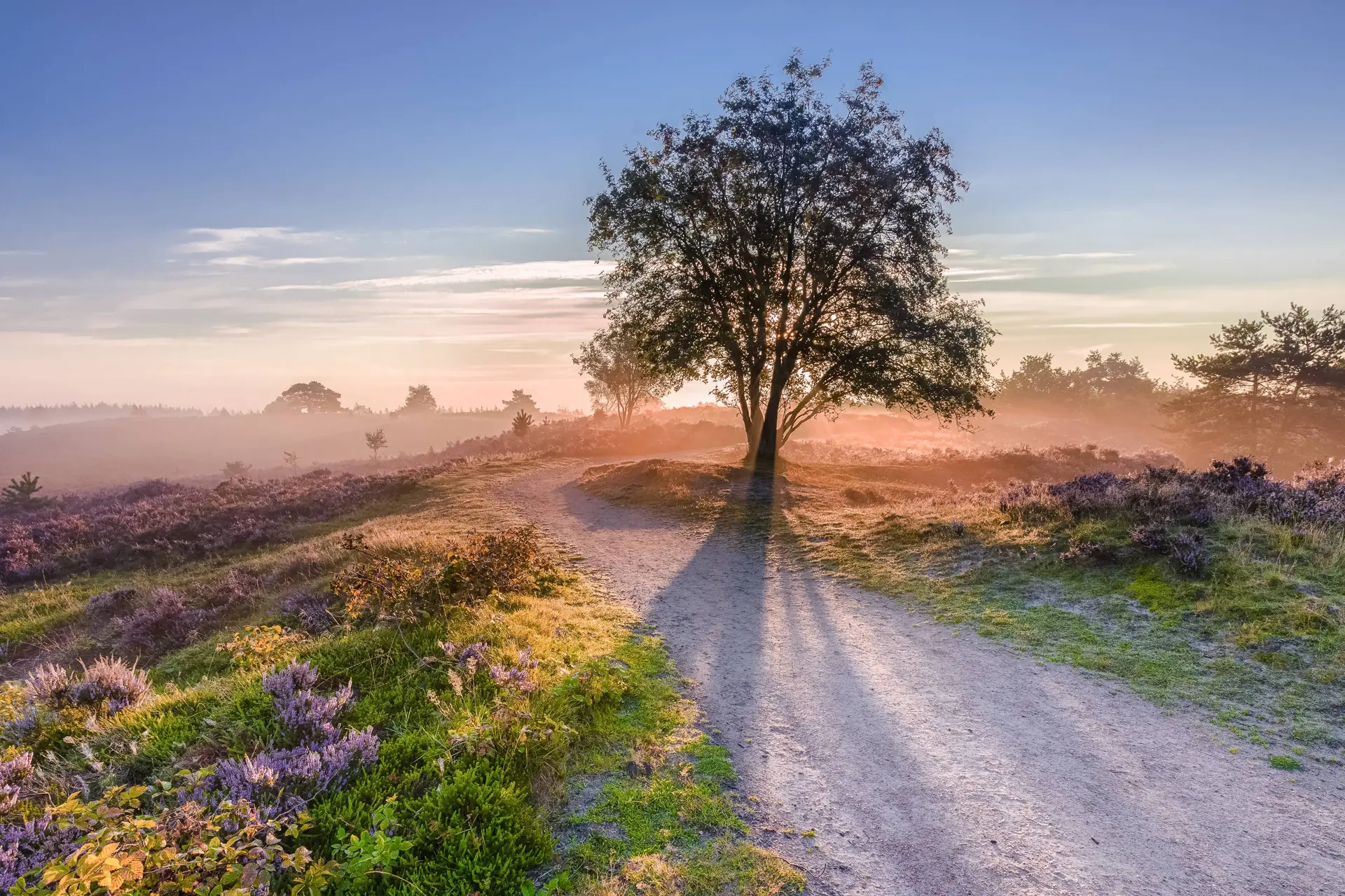 Nederland liep 4,1 miljoen kilometer - dit zegt dat over wandelen nu