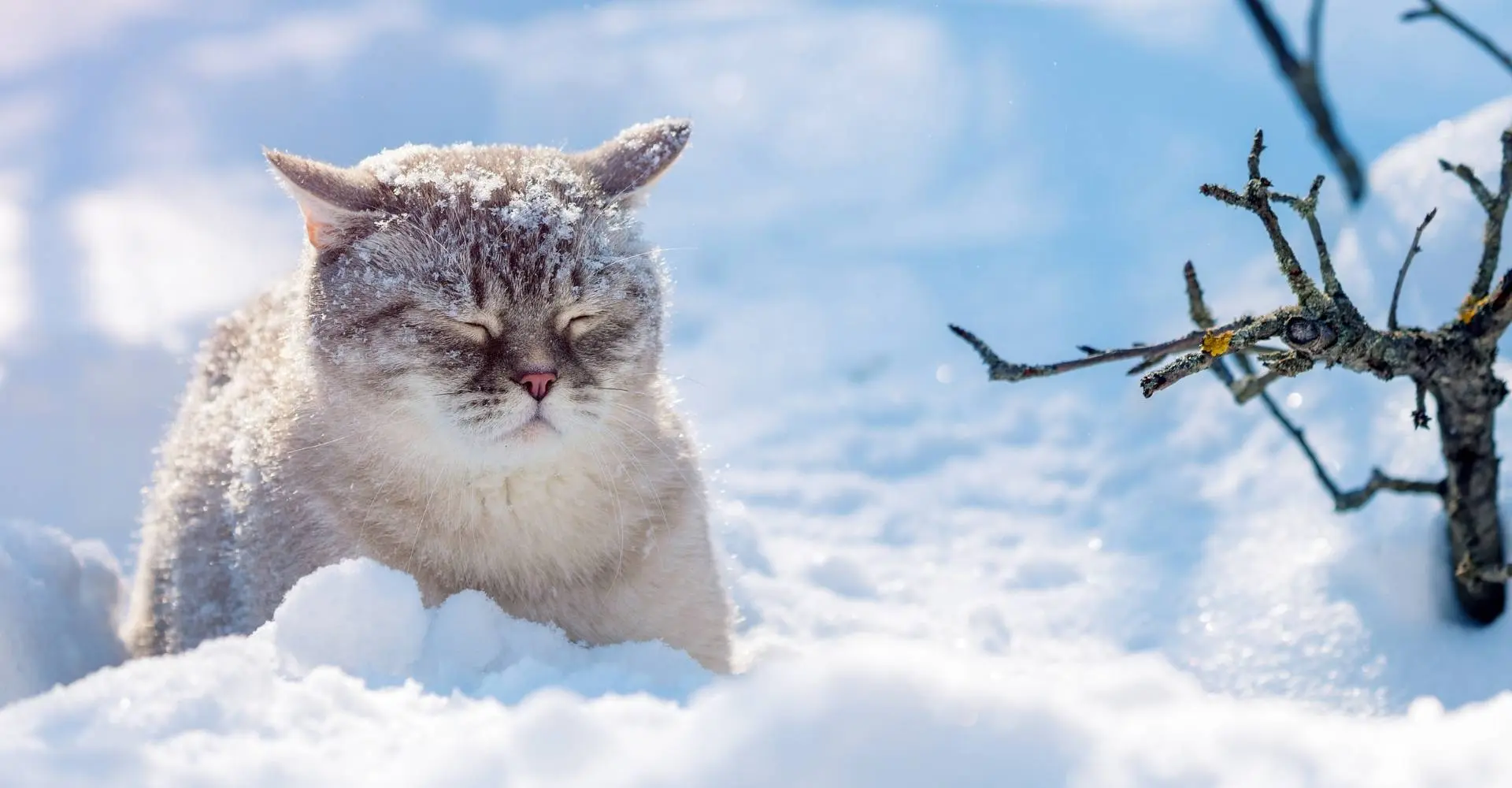 Sneeuw