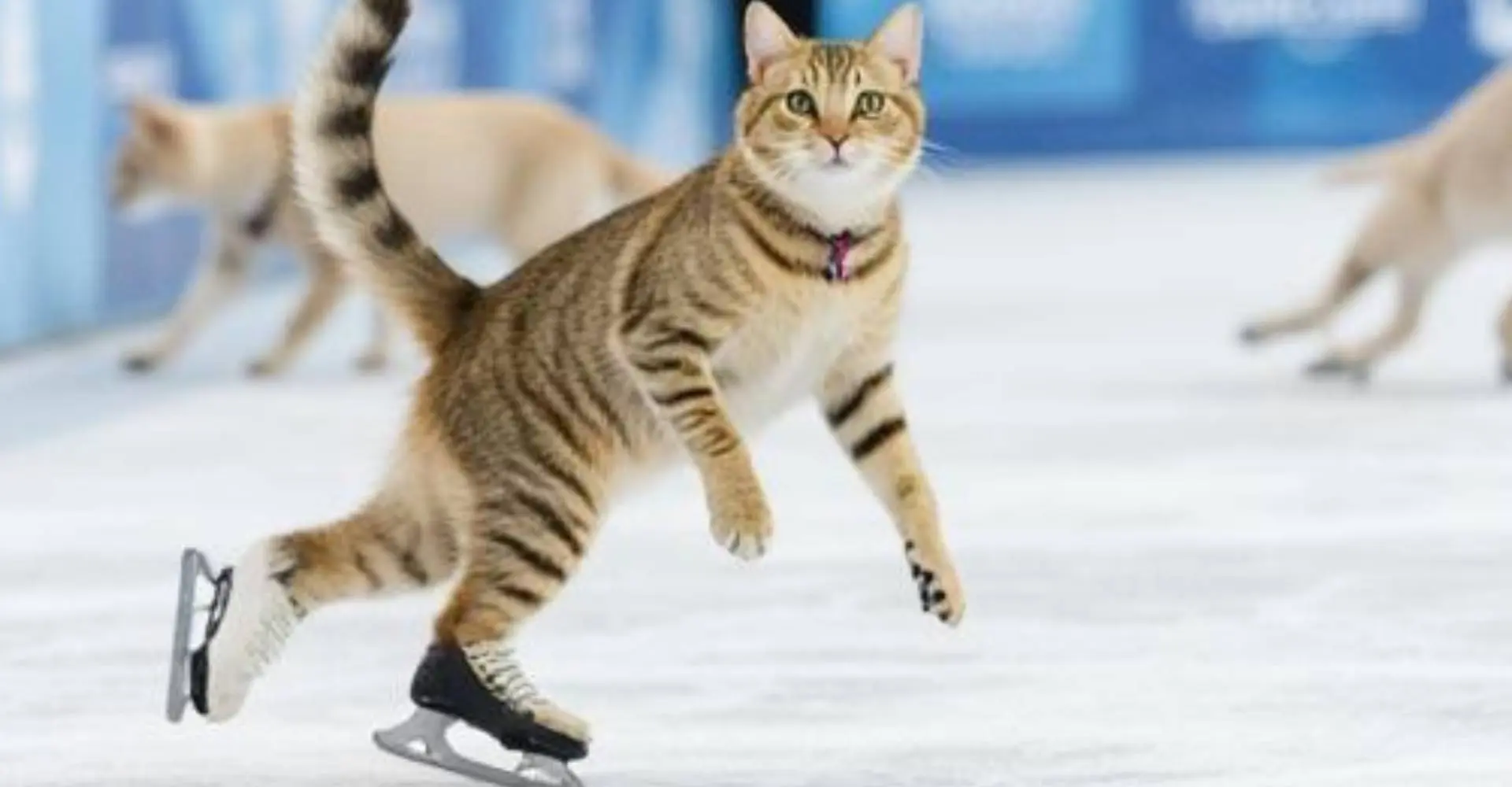 Dit zijn de leukste AI-filmpjes van katten op de Olympische Spelen