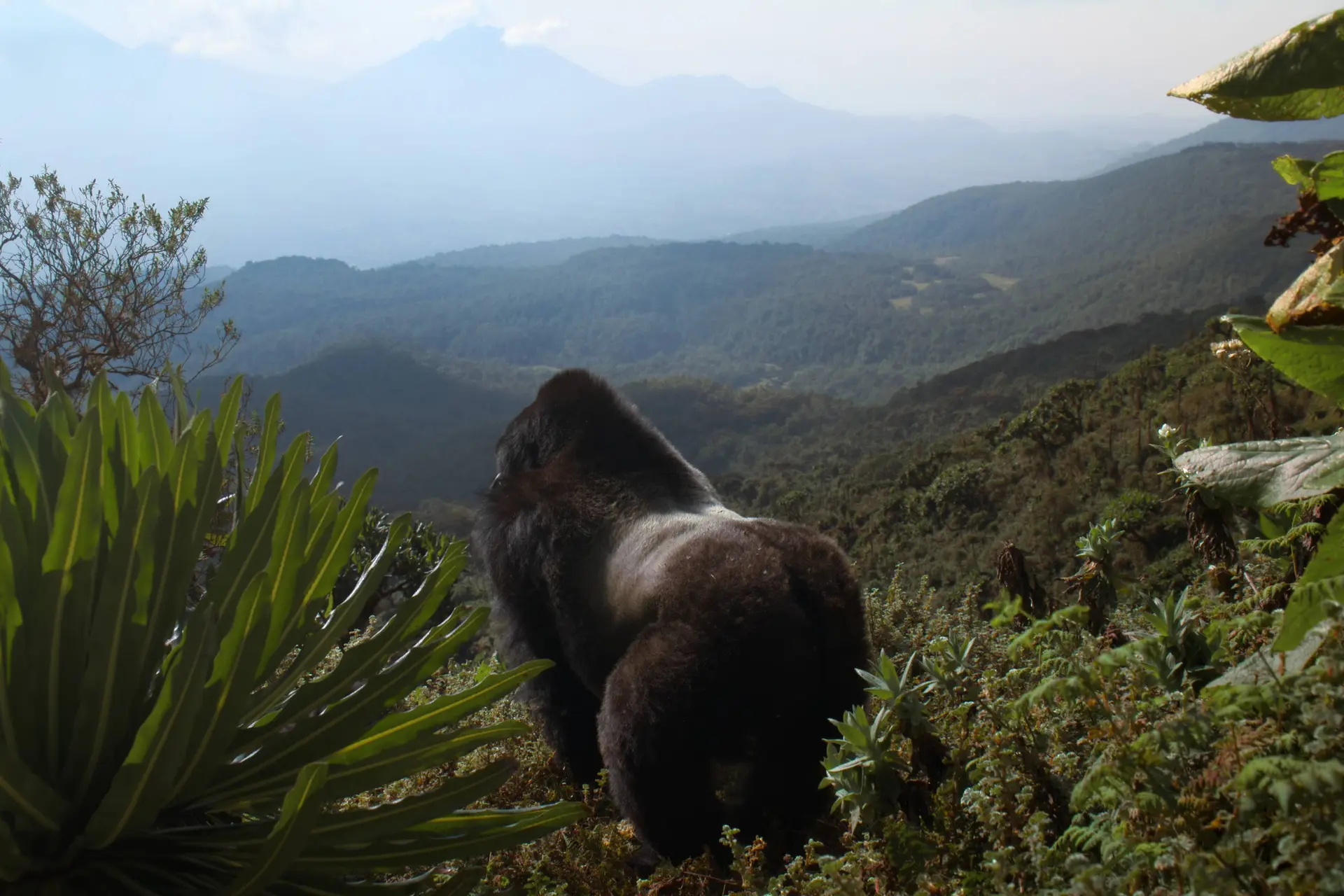 David Attenborough volgt één gorilla vijftig jaar lang - en het resultaat is adembenemend