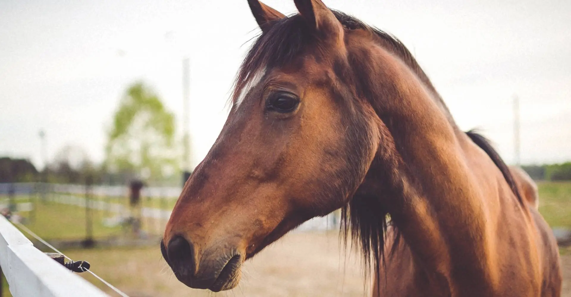 paard