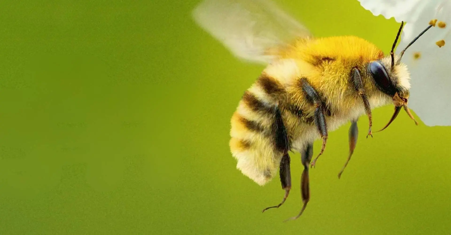 Secrets of the bees