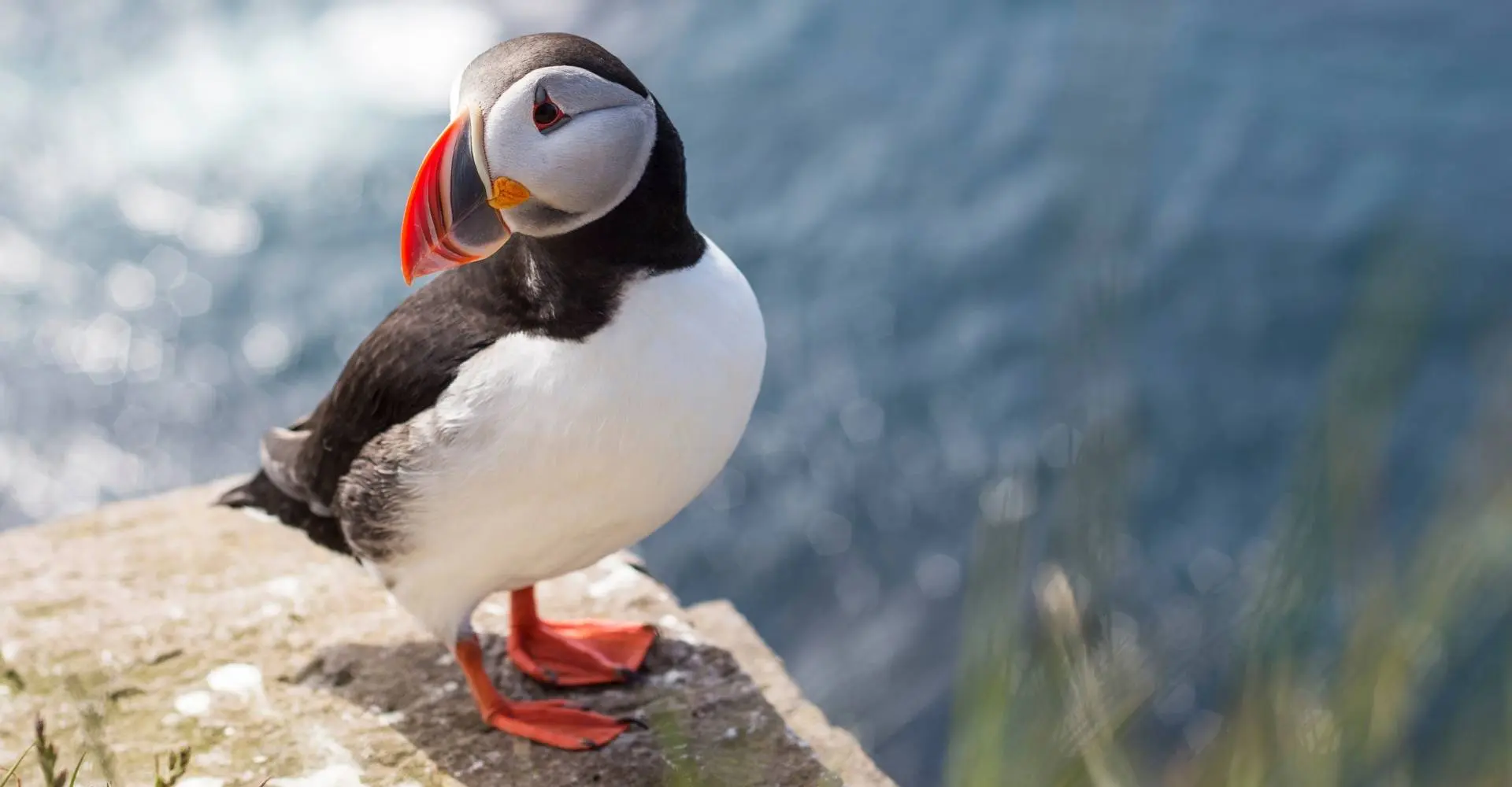 Deze robot zwemt én vliegt alsof hij een papegaaiduiker is