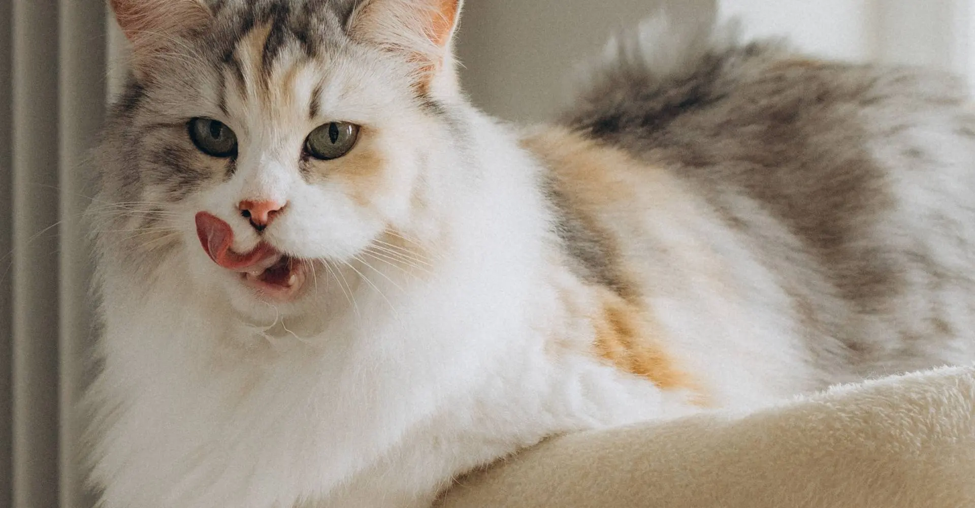 Kat