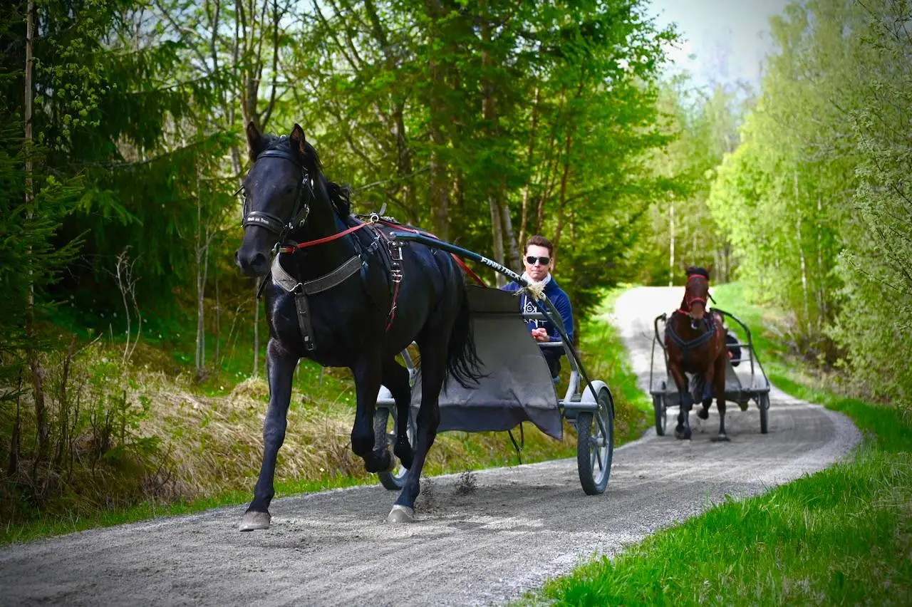 VIDEO: På Kinge gård på Jevnaker formes travdrømmer: Nå jakter Vemund Drolsum seier nummer 100