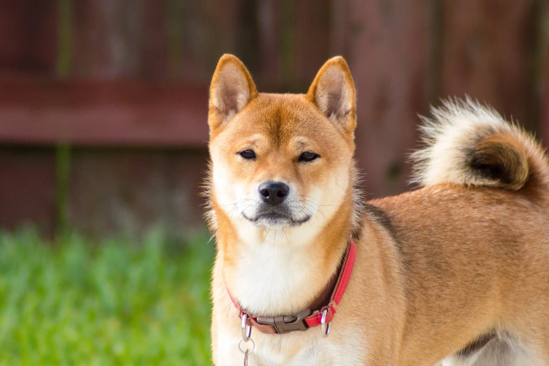 akita bijgesneden
