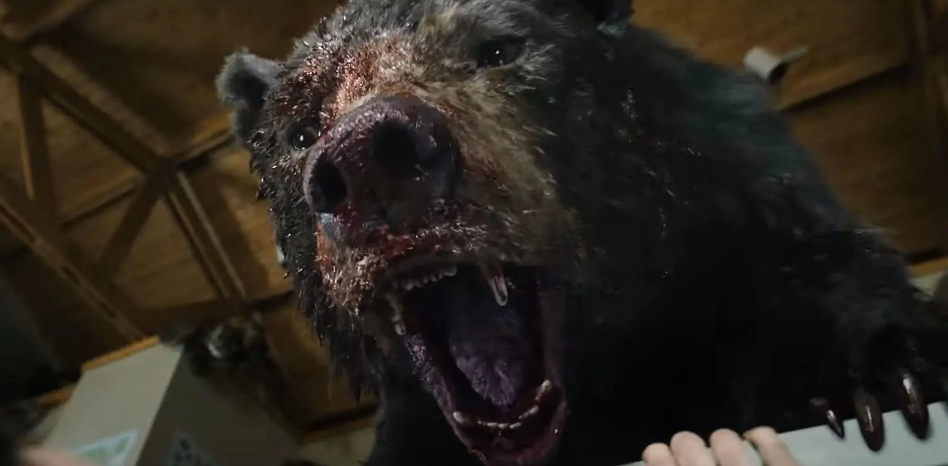 Cocaine Bear: een film over het waargebeurde verhaal van een beer die 136 kilo coke at