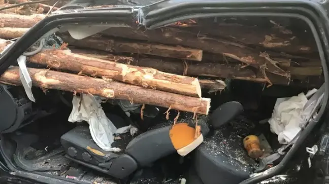 bomen 2