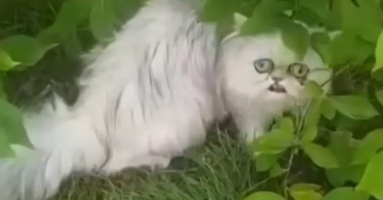 cat