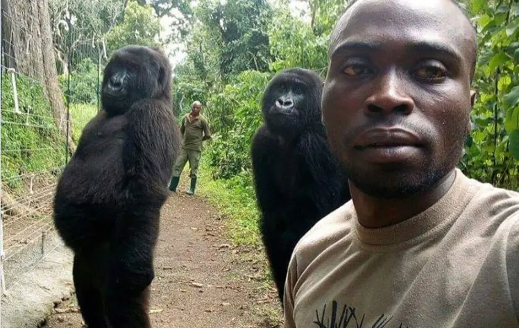 fhm gorillas