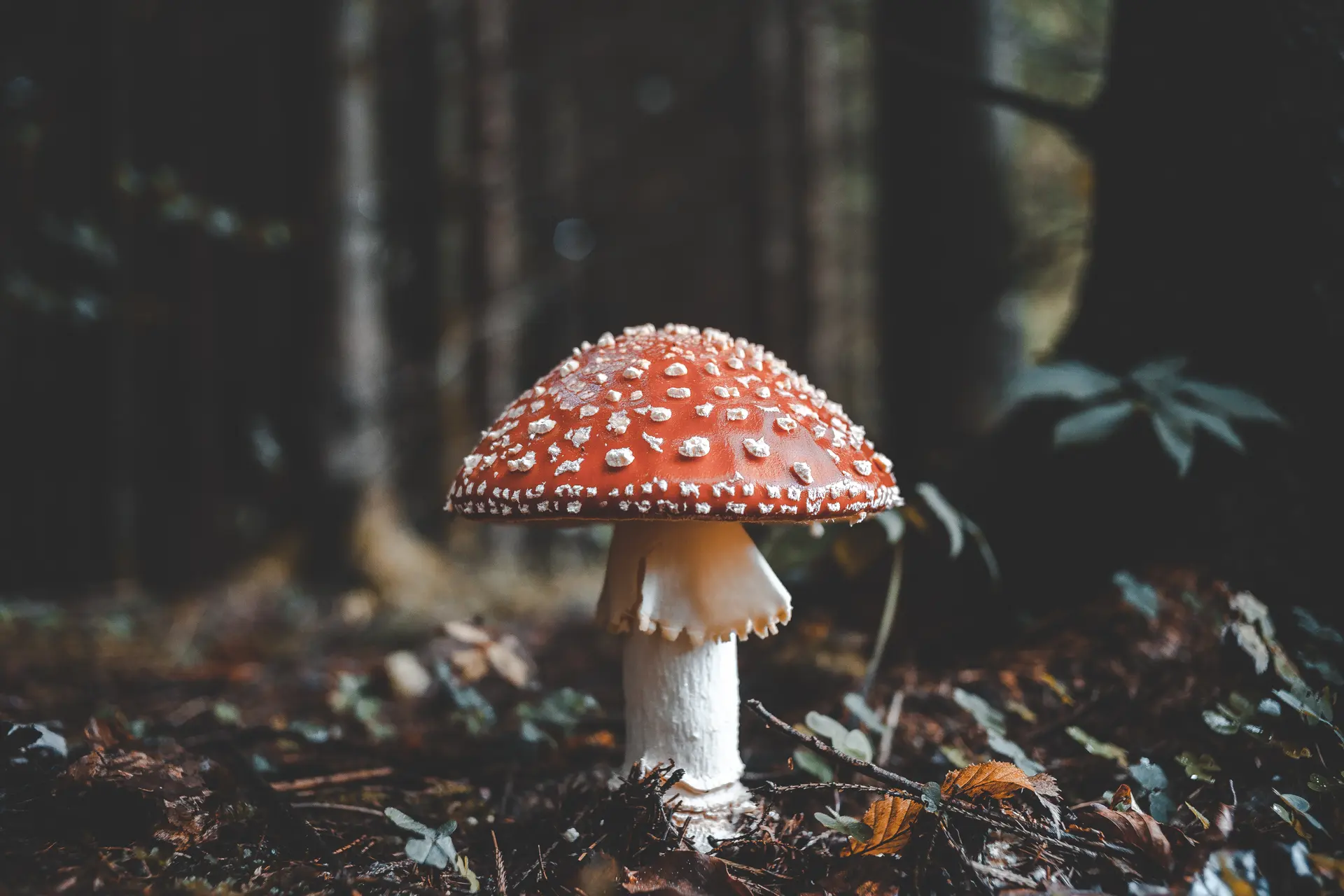 florian van duyn dm qxdynoec unsplash