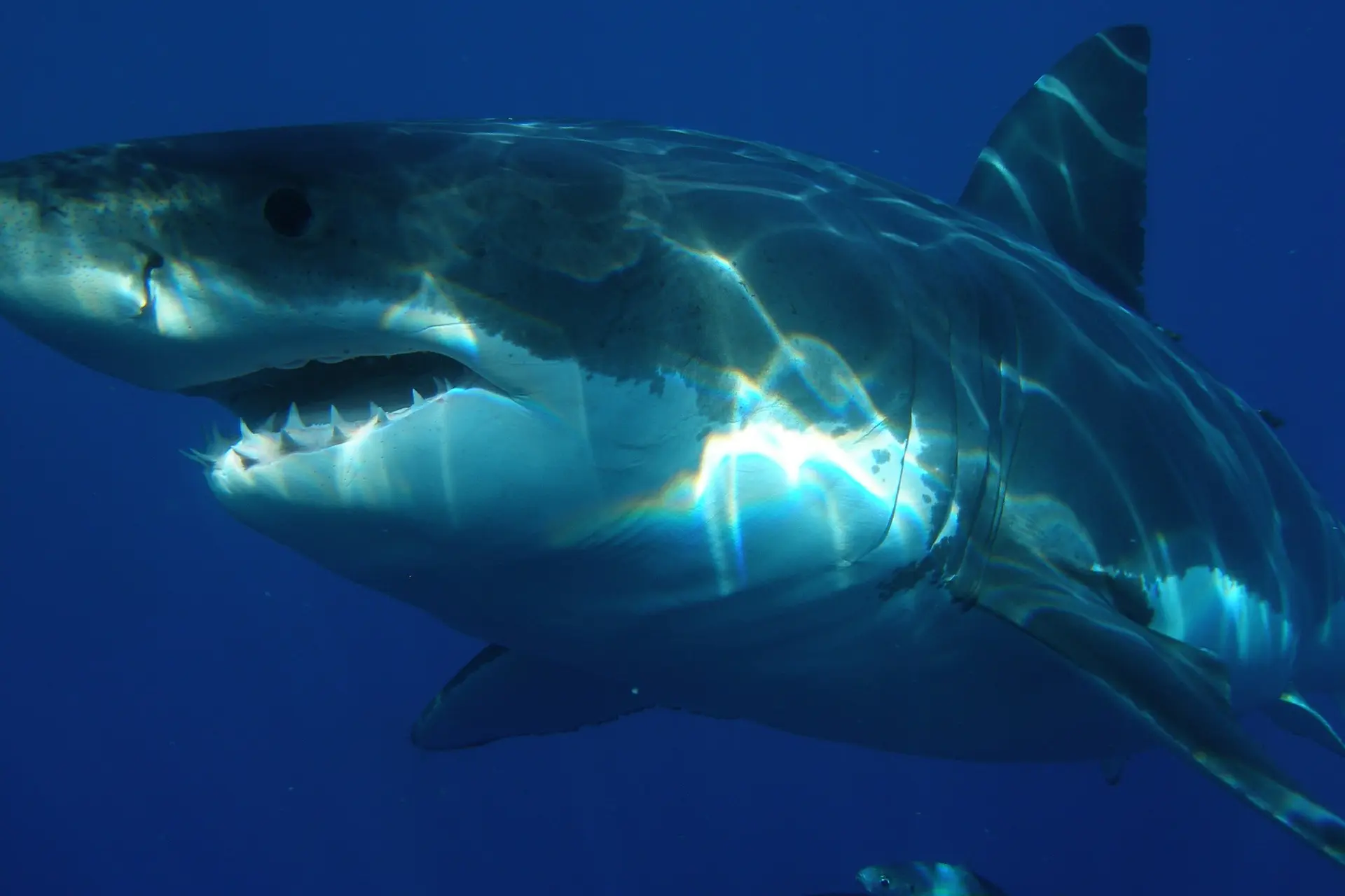 great white shark 398276 1920